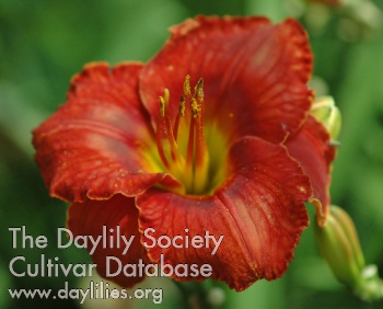 Ruby Red Sundrops AHS image