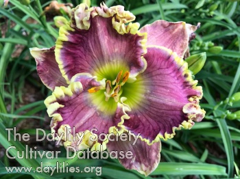 Plantation's Jean Lafitte AHS image