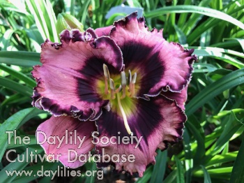 Plantation's Purple Haze