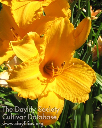 Montie and Norma's Golden AHS image