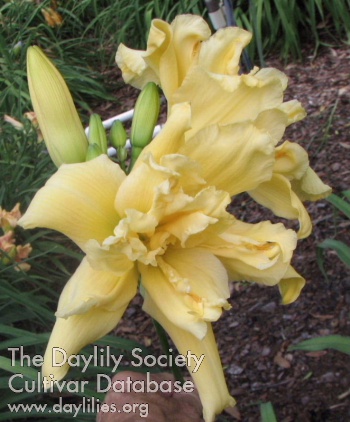 Lilypad Luster AHS image
