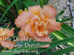 Apricot Zipper