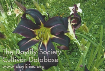 Black Olive AHS image