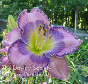 Blue Rondo AHS image