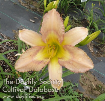Buddy Wiser AHS image