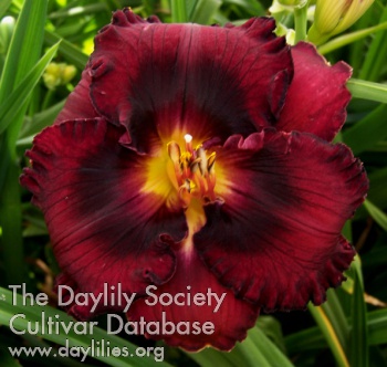 Burgundy Dazzler AHS image