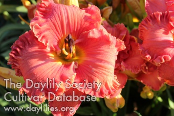 Calypso Coral AHS image