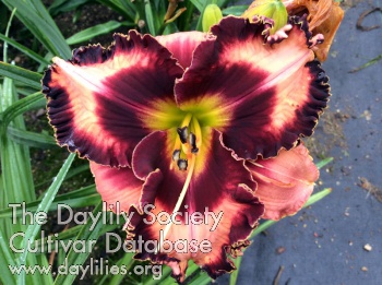 Charlotta Valley AHS image
