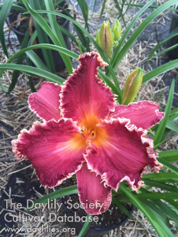 Cranberry Bog Screamer AHS image