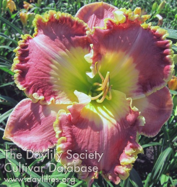 Cyclops in the Garden AHS image