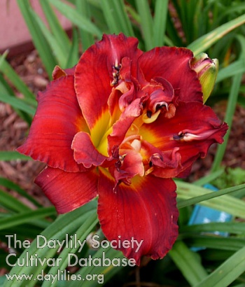 Danny Robinson AHS image