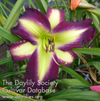 Darkly Bright