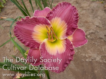 David Mussar AHS image