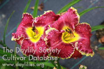 Devil Flower AHS image