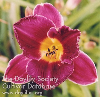 Dolega AHS image