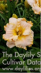 Dorothy Marie Davis AHS image