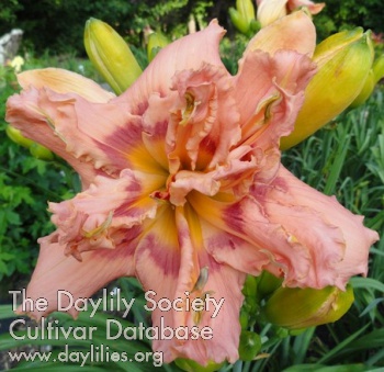 Double Peach Cobbler AHS image