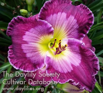 Draped in Grape AHS image