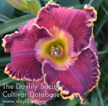 Earl's Purple Pick AHS image