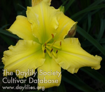 Earlybird William Allen Canary AHS image