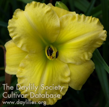 Earlybird Yellow Medallion AHS image