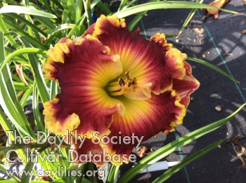 Flame of Maravilla AHS image