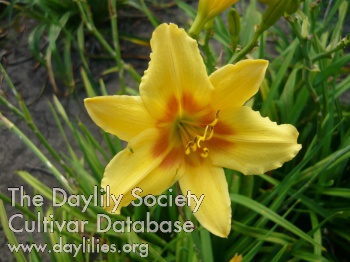 Foresudetic Morning Bells
