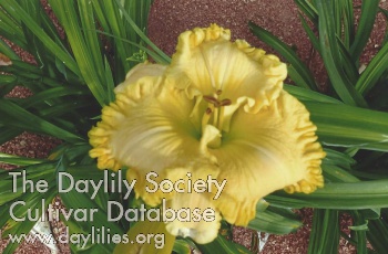 Happy Yellow Fellow AHS image