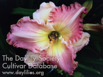 Hill Hollow Trudy AHS image