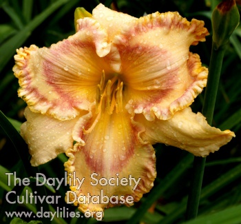 Joy of Morning AHS image