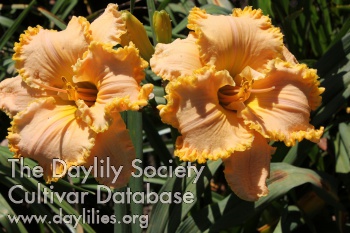 Julene Berglund AHS image