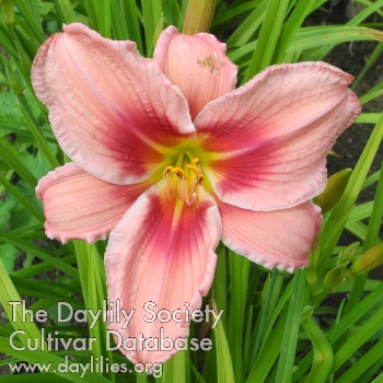 Olallie Alysia AHS image