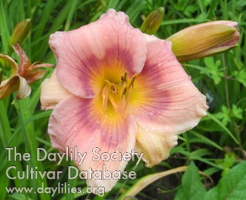 Olallie Camilla Elizabeth AHS image