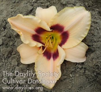Olallie Danielle AHS image