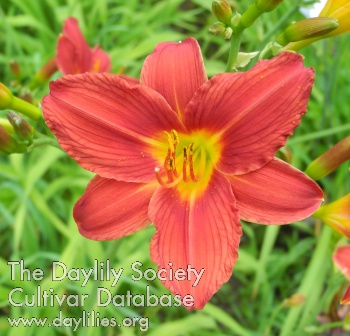 Olallie Debbie's Dream AHS image