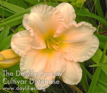 Olallie Forever Mary Sally AHS image