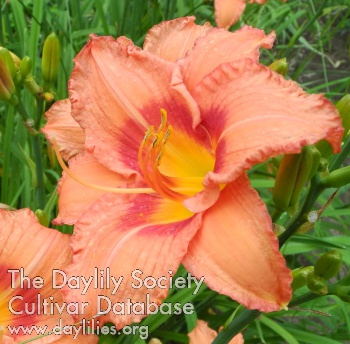 Olallie Joyce Methelis AHS image