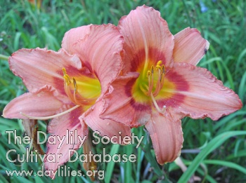 Olallie Thea's Smile AHS image