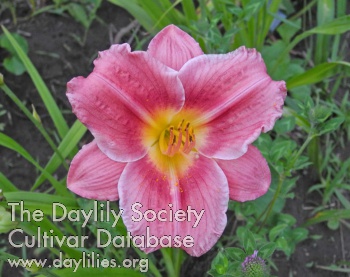 Olallie Trixie AHS image