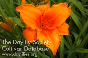 Orange Triangel AHS image