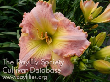 Pink Diva AHS image