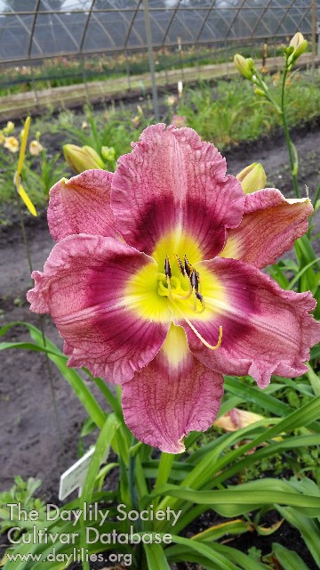 Plum Giant AHS image