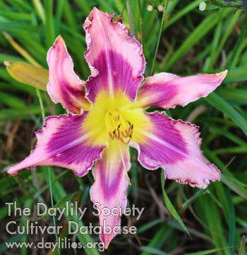 Purple Anise AHS image