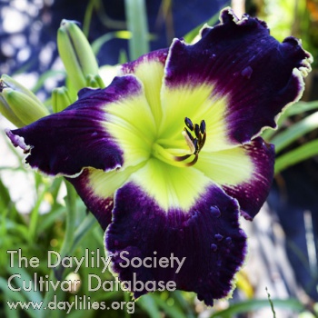 Purple Goliath AHS image