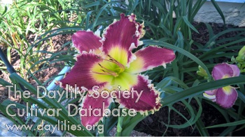Purple Jabberwocky AHS image