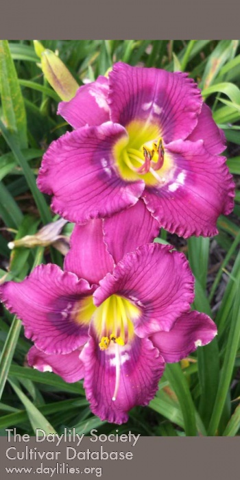 Purple Swagger AHS image