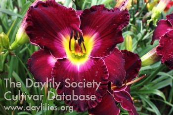 Royal Decorum AHS image