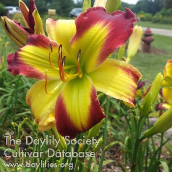 Sally Sue's GSW AHS image