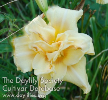 Stonyhill Double Duty Dad AHS image