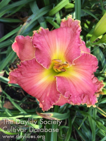 Suburban Betty McBride AHS image